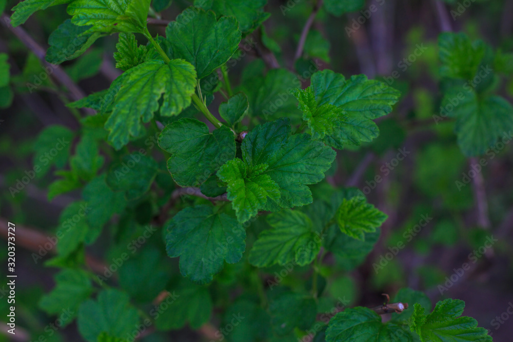 macro photo of green leaves with villi on a dark background for advertising on instagram macro photo of green leaves with villi on a dark background for advertising on instagram