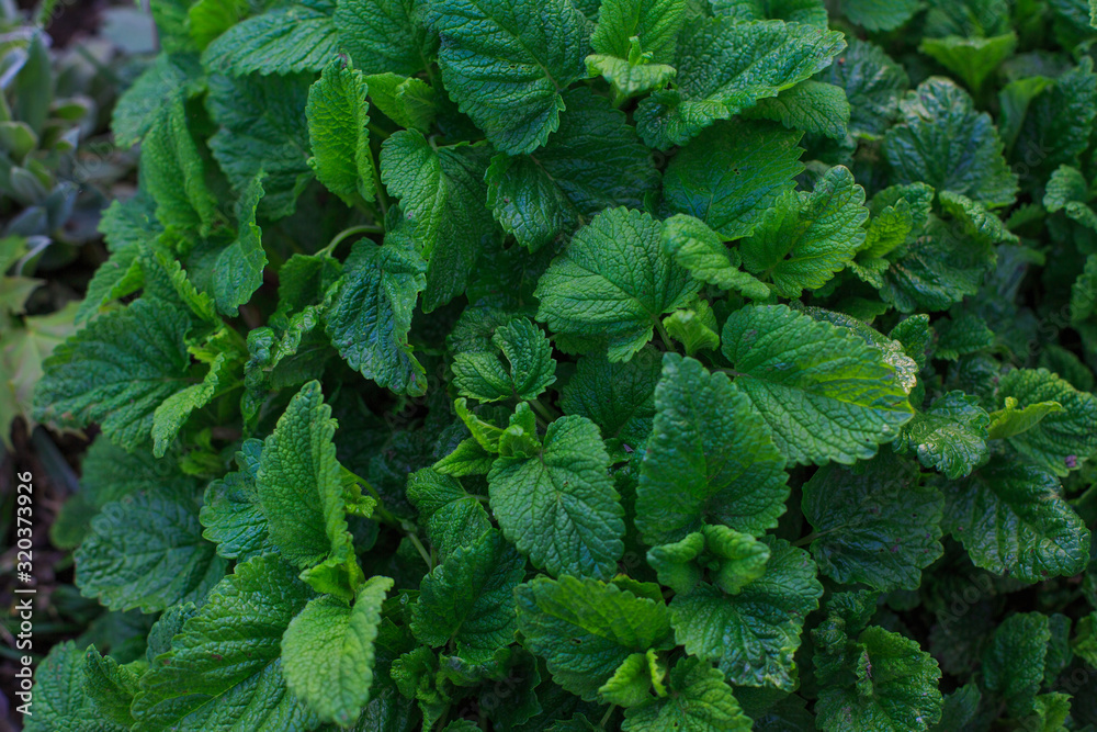 macro photo of green leaves with villi on a dark background for advertising on instagram macro photo of green leaves with villi on a dark background for advertising on instagram