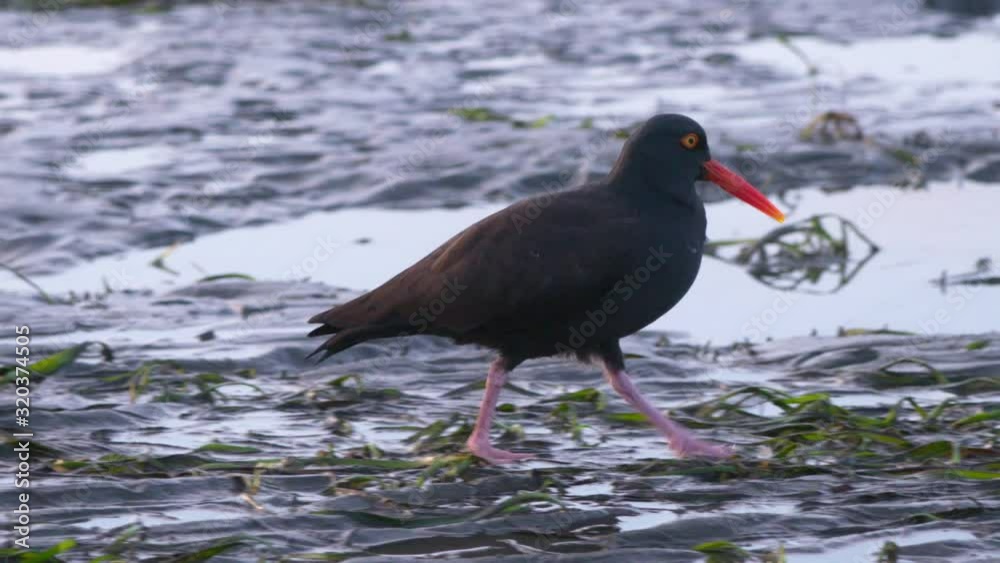 Black Oystercatcher (Haematopus bachmani) walking on beach looking for food. Opens mouth. 2x slow-motion. Black Oystercatcher (Haematopus bachmani) walking on beach looking for food. Opens mouth. 2x slow-motion.