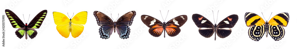 Set of beautiful and colorful butterflies isolated on white. Set of beautiful and colorful butterflies isolated on white.