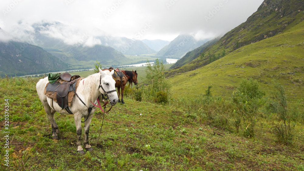 Horses graze in a picturesque place: lush green grass, hills, mountains. Haze in the distance. Cloudy rainy weather. Travel to the Altai highlands in summer