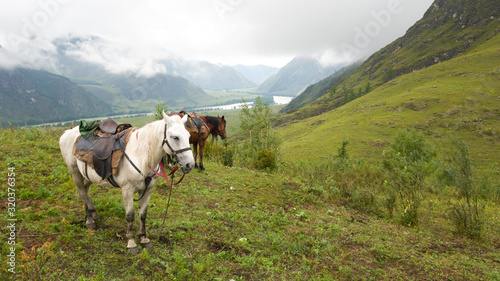 Horses graze in a picturesque place: lush green grass, hills, mountains. Haze in the distance. Cloudy rainy weather. Travel to the Altai highlands in summer © kroshanosha