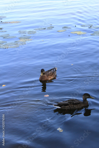 Two ducks swim in a dark blue lake on which lilies grow
