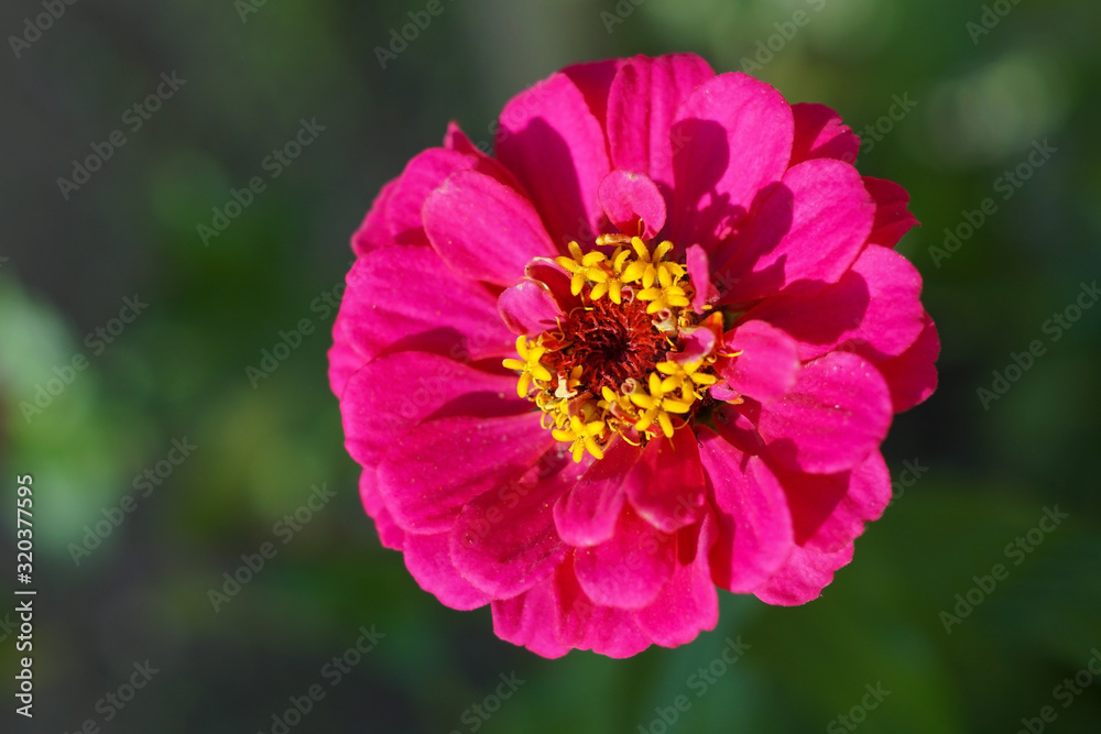 A pink common zinnia flower with green background A pink common zinnia flower with green background
