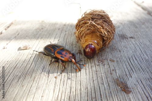 Charancon rouge du palmier et sa larve