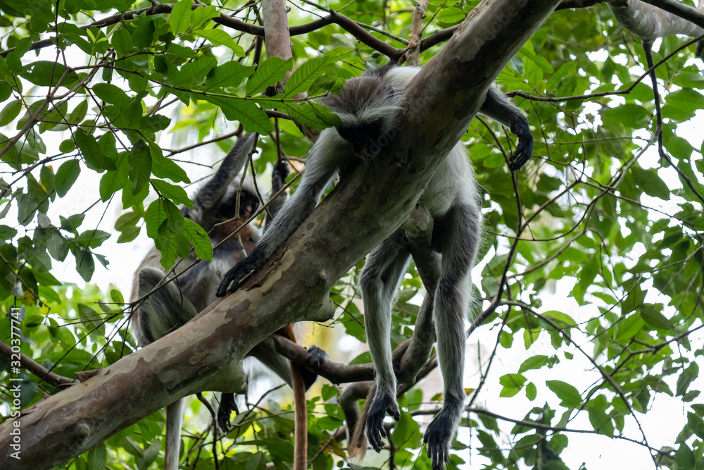Red colobus monkey eating fruit in the trees of Jozani forrest Zanzibar