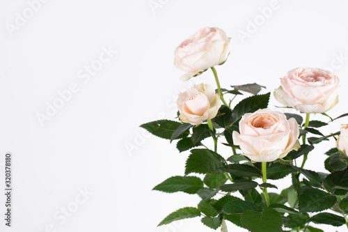 Wallpaper Mural Studio shoot of white roses with bbeautiful blooms and dark green leaves, on white background Torontodigital.ca