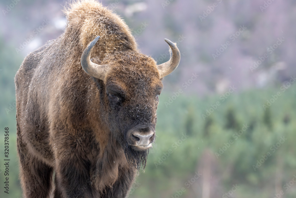 European bisons, Bison bonasus, during a very cold winters day showing frosty breath. European bisons, Bison bonasus, during a very cold winters day showing frosty breath.