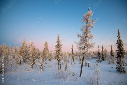 Wallpaper Mural winter landscape with trees and blue sky Torontodigital.ca