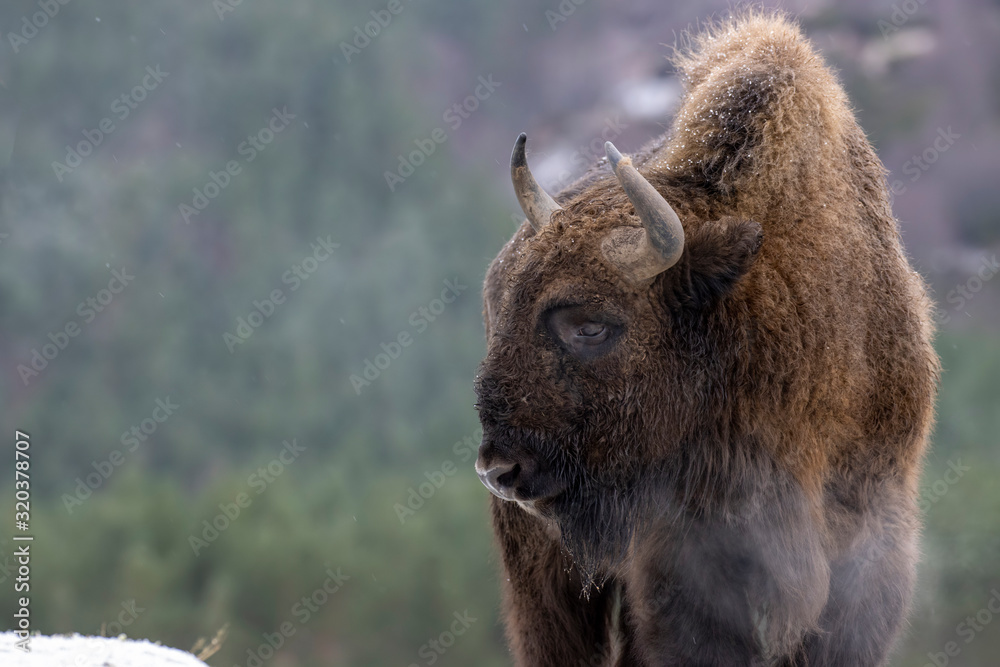 European bisons, Bison bonasus, during a very cold winters day showing frosty breath.