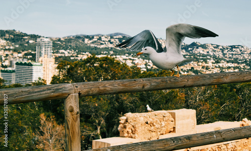 Gaviota posando en el penyal d'ifach o penon de ifach con las alas abiertas simbolizando la libertad de la naturaleza photo