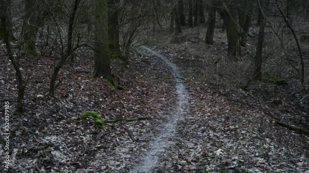 Dark forest path way, autumn trees, east europe Dark forest path way, autumn trees, east europe