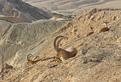 Nubian ibex (Capra nubiana sinaitica) lies in hill in Sde Boker. Negev desert of southern Israel. Hot Summer