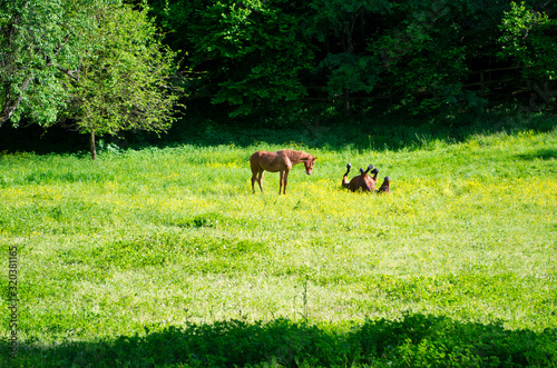 Horses Playing in a Field