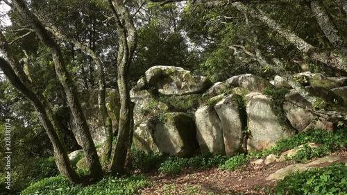 Mysterious forest in Sintra, Portugal, panorama 4k