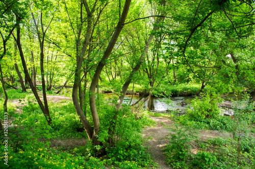 Spring forest stream