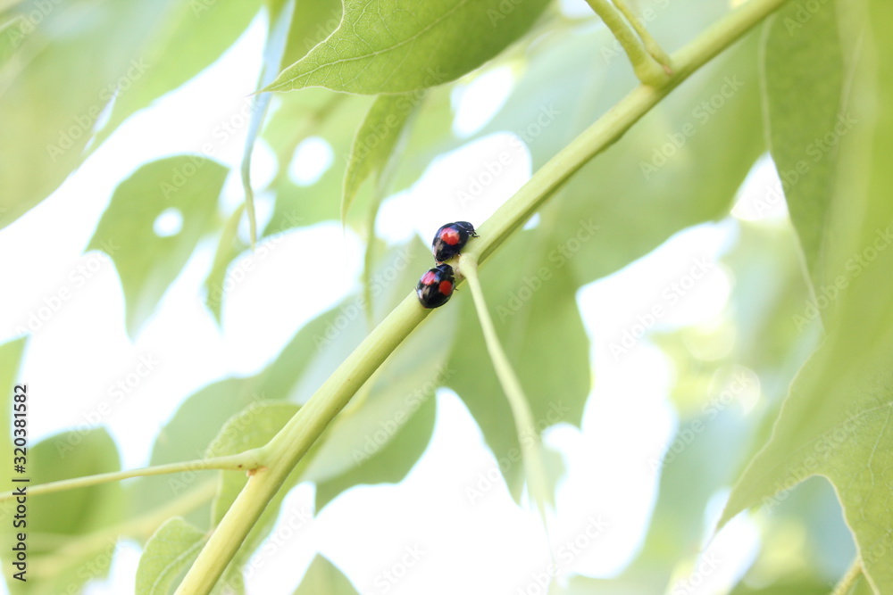 Obraz premium Lady bug hug