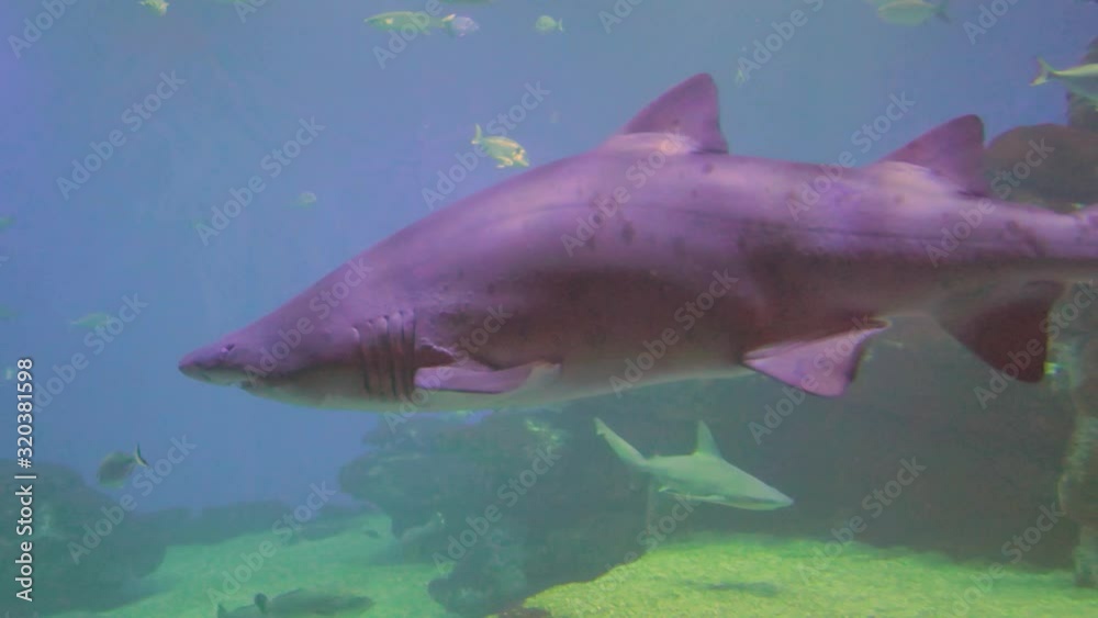 A beautiful view of shark in the Aquarium of Palma, Mallorca, Spain. A beautiful view of shark in the Aquarium of Palma, Mallorca, Spain.