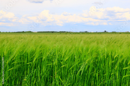 green wheat field against a blue sky