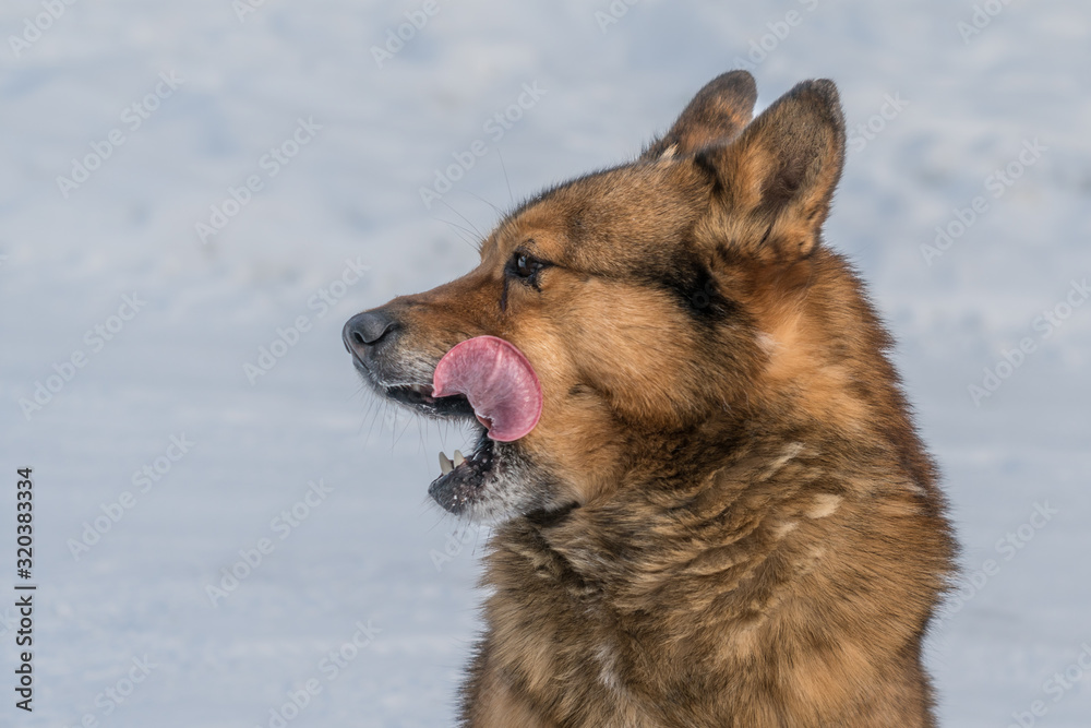 Red-haired dog licks funny after a delicious meal