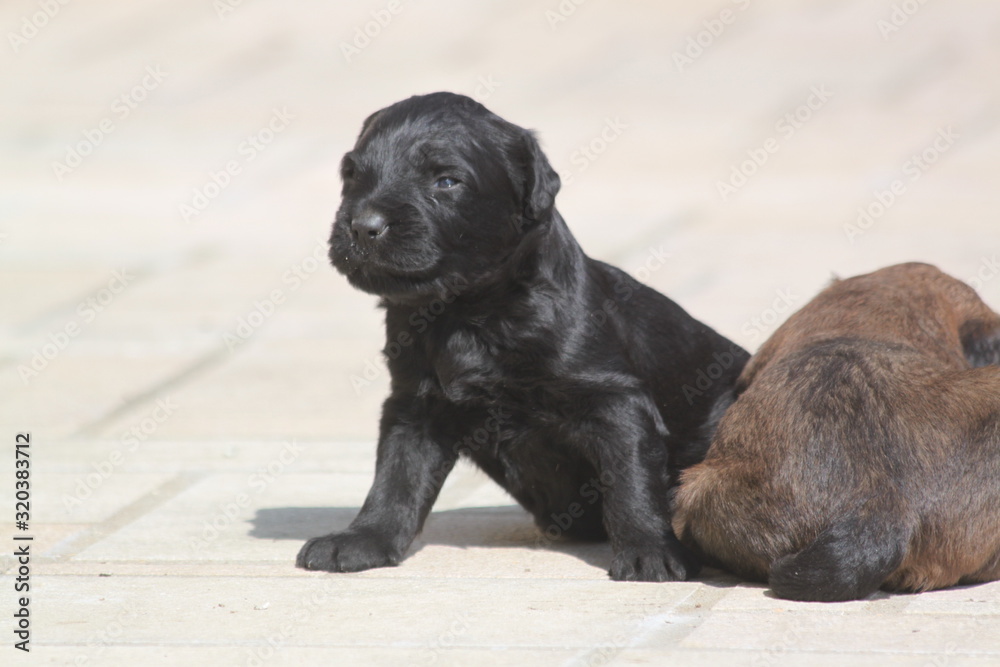 Adorable very young briard puppy shepherd dogs Adorable very young briard puppy shepherd dogs