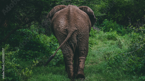 Photography Elephant walking away in to the bush in Lake Manyara national park Tanzania
