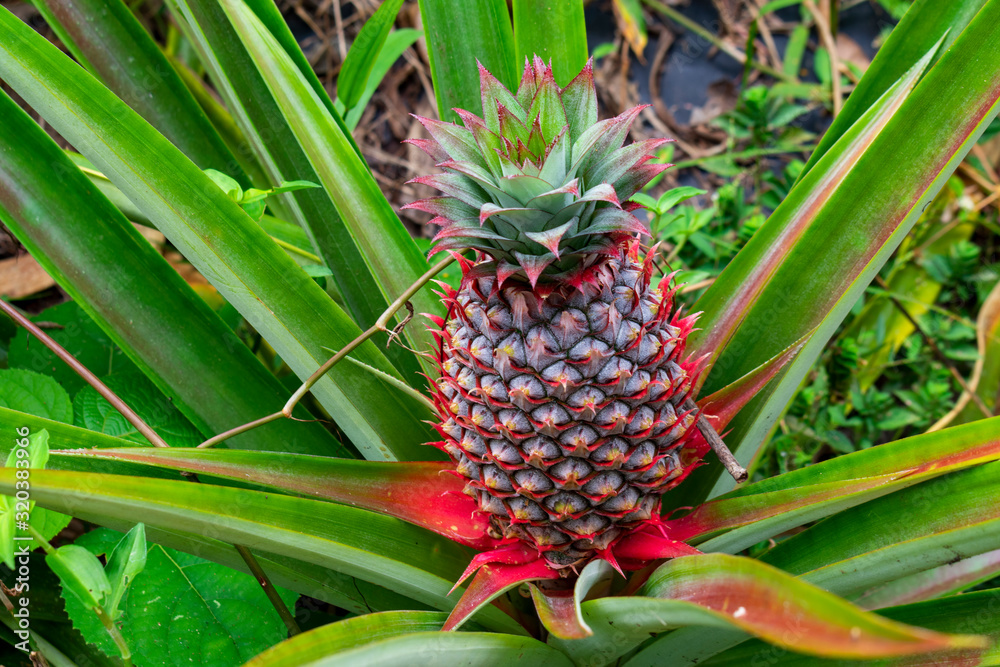 India, Karnataka, New Mangalore - December 30 2019 - A large pineapple on the plant India, Karnataka, New Mangalore - December 30 2019 - A large pineapple on the plant