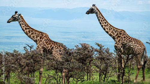 Giraffes standing in Tanzania Serengeti national park