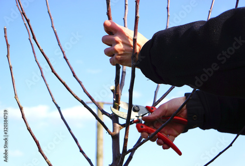 Mann schneidet die Äste eines Baumes