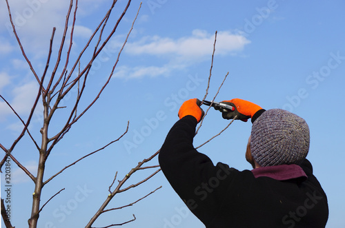 Gärtner mit Mütze schneidet die Äste eines Baumes