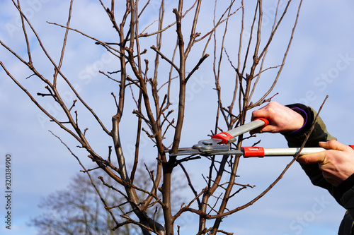 Obstbaum wird mit Astschere beschnitten