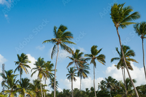 Coconut palm tree tops against blue sky © ilyaska