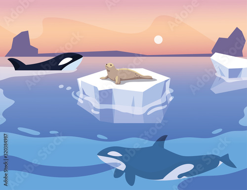 killer whale whit iceberg floating in in the sea