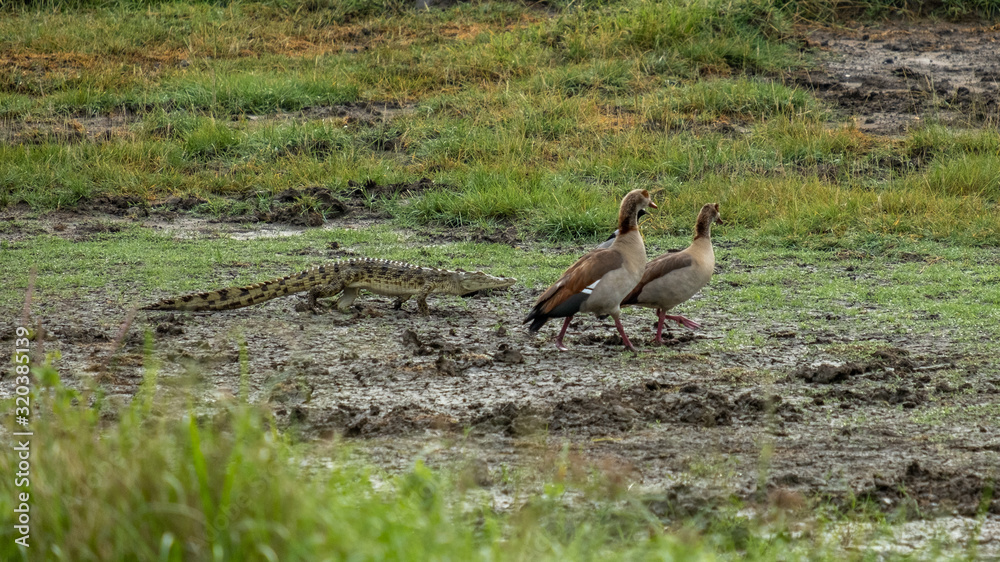 two African ducks and a small crocodile in Serengeti national park two African ducks and a small crocodile in Serengeti national park