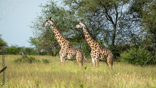 Giraffes standing in Tanzania Serengeti national park