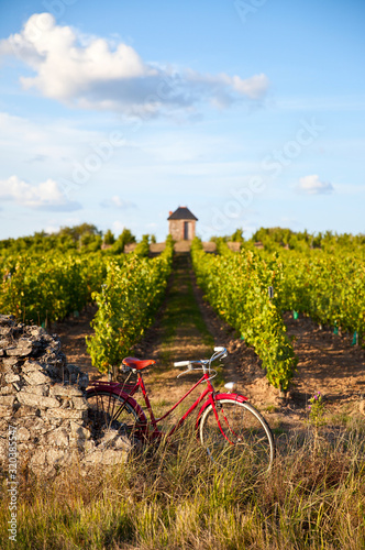 Fotografija Vélo rouge dans les vignes en France, domaine d'Anjou