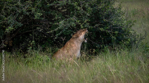 Lion yawning under a bush in Ngorogongoro national park © LP Productions