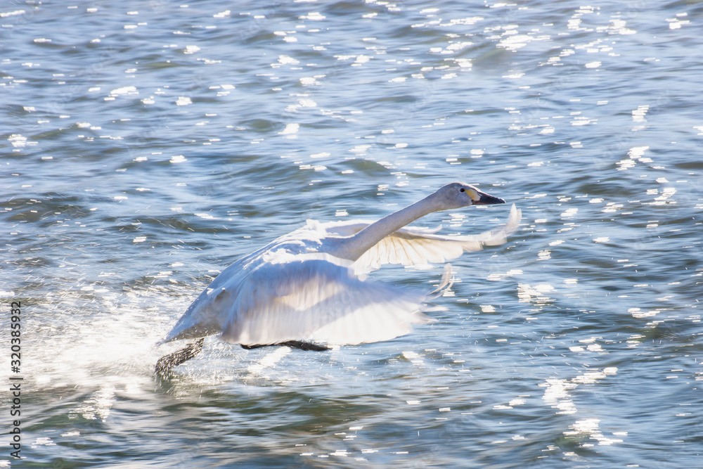 Fototapeta premium 水の上を走る白鳥