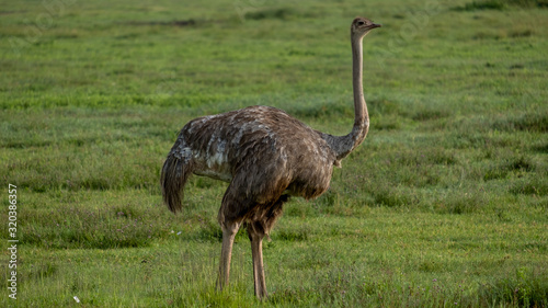 Ostrich in Tanzania Ngorogoro national park photo