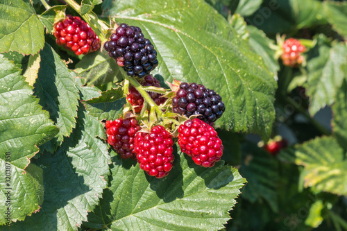 ripe and unripe blackberries growing on blackberry bush in organic garden