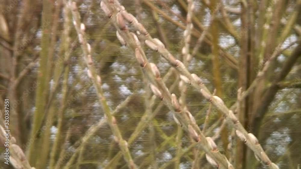 New early buds growing on the stems gently waving in the breeze of a Golden weeping willow tree New early buds growing on the stems gently waving in the breeze of a Golden weeping willow tree