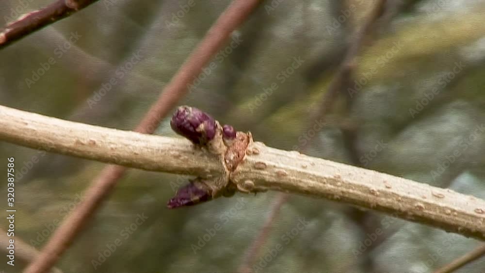 Red buds and new foliage growing on an Elder tree twig waving in the breeze, in a hedgerow in the Leicestershire countryside. Elder trees one of first to come into bud Red buds and new foliage growing on an Elder tree twig waving in the breeze, in a hedgerow in the Leicestershire countryside. Elder trees one of first to come into bud
