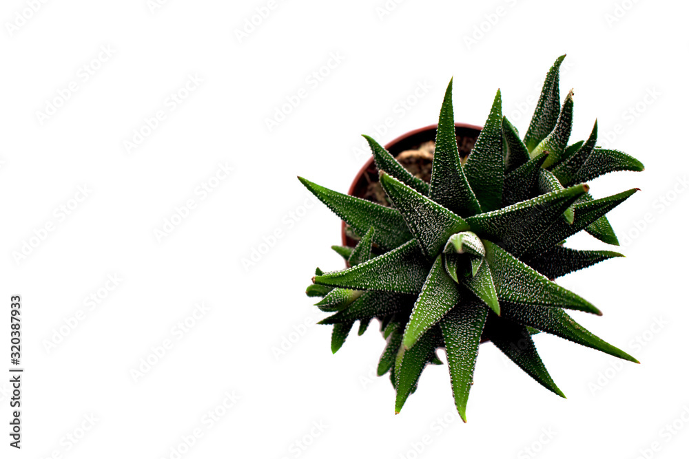 succulent flower on a white background for office succulent flower on a white background for office