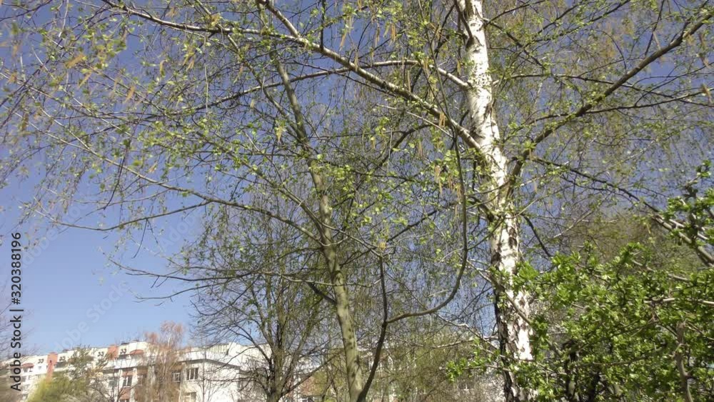 Blooming trees birch in spring in daylight in city Blooming trees birch in spring in daylight in city