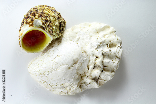 Oyster, shell, bivalve clam on a white background photo