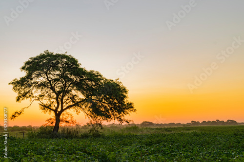 Atardecer, Algarrobo tapando el Sol al costado de campo de Algodón