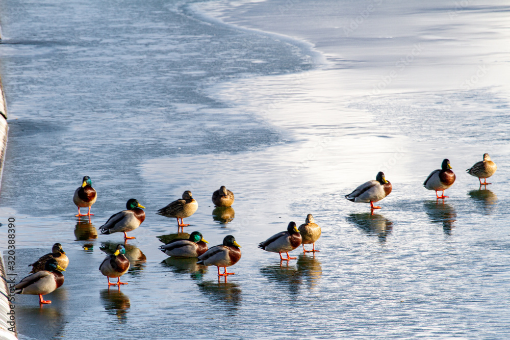Ducks on the Olt river in Romania