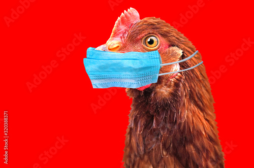 Bird flu H5N1 in China concept with chicken portrait and medical protective mask. photo