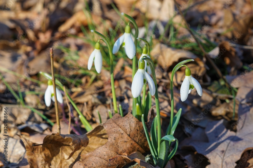 Beautiful snowdrop blossoms in the spring Beautiful snowdrop blossoms in the spring