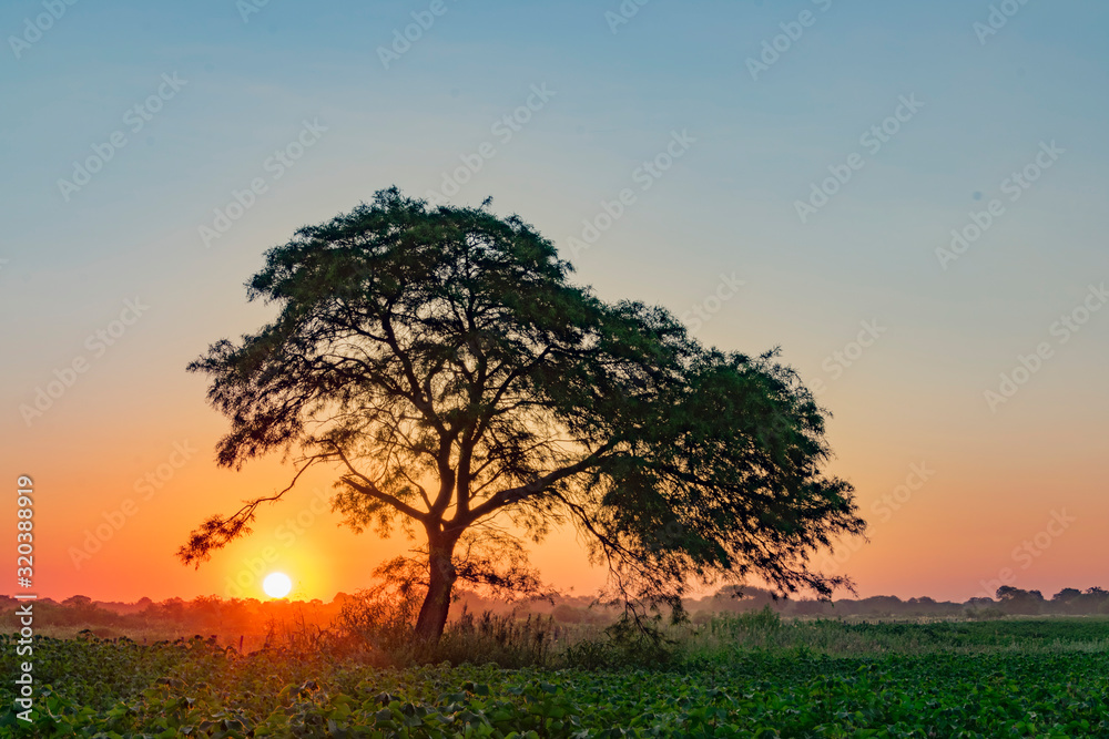Atardecer, Algarrobo tapando el Sol al costado de campo de Algodón